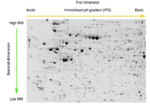 Esempio di gel elettroforetico bidimensionale per una miscela complessa di