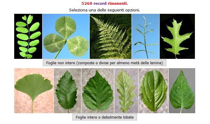 LE FOGLIE: forma della lamina fogliare guardare bene qui