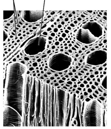 Nelle Pteridofite e nelle Spermatofite, fusti e radici sviluppano un tessuto secondario specializzato nel trasporto della linfa grezza, sostegno della pianta e accumulo di riserve nutritive: lo