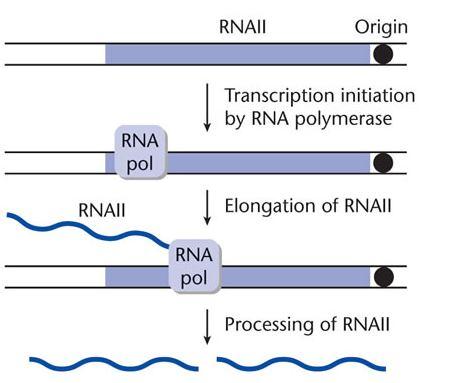 Controllo del numero di copie RNA II Rnasi H ori la replicazione è innescata da un primer (RNA II), trascritto da un promotore situato 550 bp a monte di oriv.