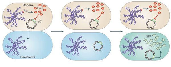 LacI repressible promoter GFP