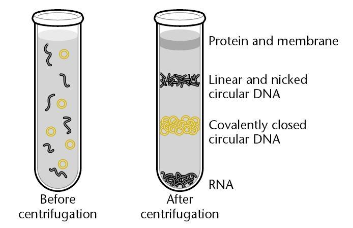 PLASMIDI In un gel di agarosio e bromuro di etidio le tre forme migrano a velocità diverse e possono essere distinte Le forme molecolari circolari superavvolte durante le manipolazioni sperimentali