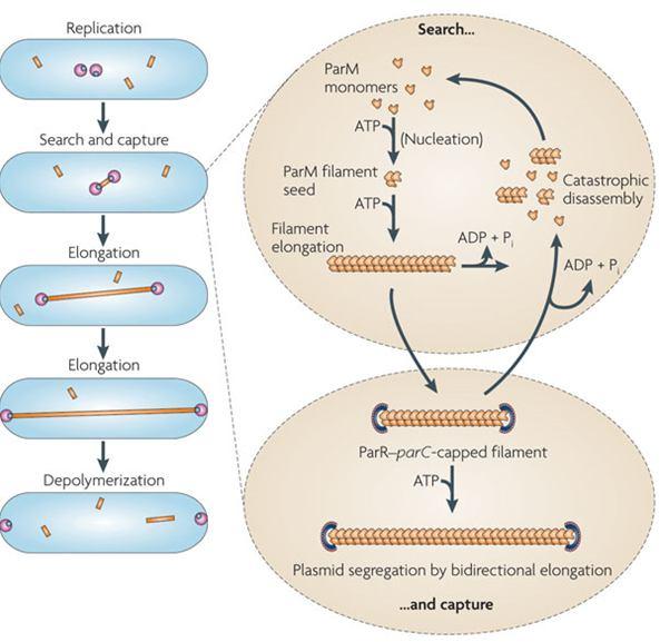 ParR, an adaptor protein, binds to parc and represses transcription.