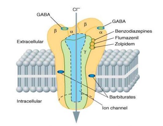 BENZODIAZEPINE FARMACODINAMICA RECETTORE GABA A Muscimolo Bicucullina* * β-carboline (agonisti inversi) Picrotossina* EtOH GABA A è un pentamero costituito da due subunità α, due subunità β e una