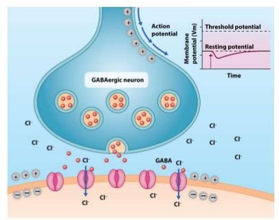 BENZODIAZEPINE FARMACODINAMICA RECETTORE GABA A GABA è un neurotrasmettitore inibitorio che