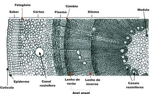 Cambio (meristema secondario) Tessuto costituito da cellule indifferenziate da cui si originano i tessuti definitivi.