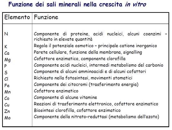 Fase 1: Preparazione e sterilizzazione del mezzo di