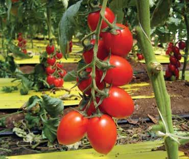 Frutti di tipologia Plum, di colore rosso intenso, sia esternamente che internamente, consistenti, e di lunga tenuta in postraccolta.