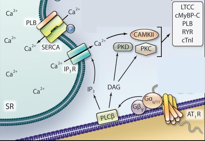 Il recettore dell angiotensina II Nei cardiomiociti, l angiotensina II attiva un recettore eptaelica (AT 1 R) accoppiato ad una Ga q /11, che promuove l attivazione della PLCb e la produzione di DAG