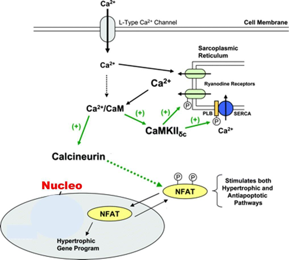 Omeostasi del Ca2+ ed ipertrofia cardiaca Nei cardiomiociti, l aumento dei livelli del Ca2+citosolico attiva non solo la protein chinasi Ca2+/calmodulina-dipendente di tipo II (CamKII), ma anche la