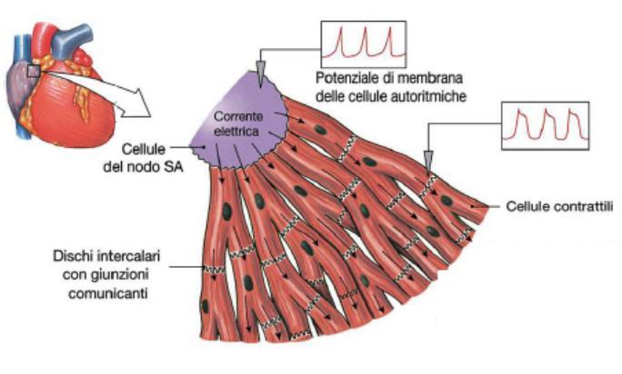 Richiami al Corso di Fisiologia Generale (I) Cellule autoritmiche e contrattili I potenziali d azione che portano all eccitazione dei miociti cardiaci ed alla loro contrazione sono innescati da