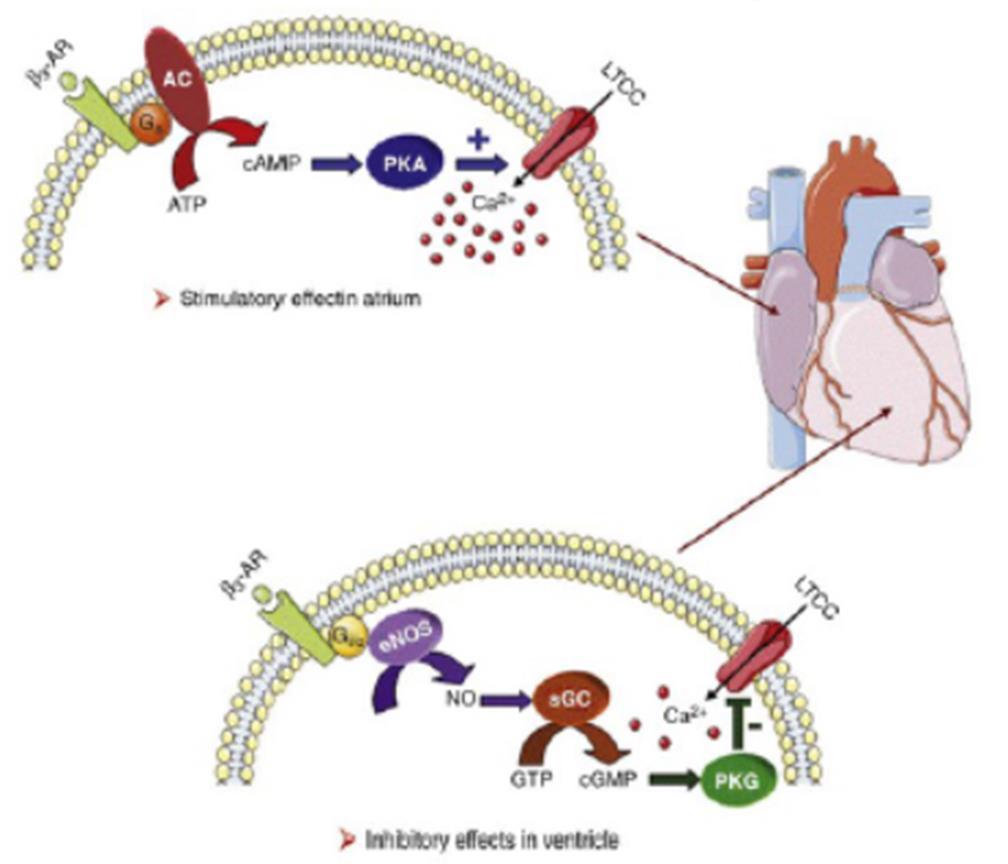 Il recettore b3-adrenergico (b3-ar) : effetti opposti negli atri e nei ventricoli nell esercizio fisico intenso Negli atri il recettore b3-ar è accoppiato ad una as e stimola adenilato ciclasi (AC).