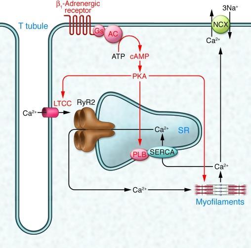 Il Sistema nervoso simpatico regola positivamente la contrattilità cardiaca attraverso la produzione di camp Troponin I La stimolazone dei recettori b1-adrenergici induce l attivazione della