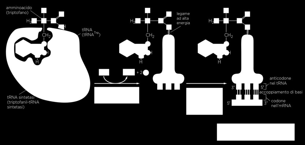 Ciascuna molecola di trna si lega ad uno dei 20 aa che rappresenta il suo partner ideale.