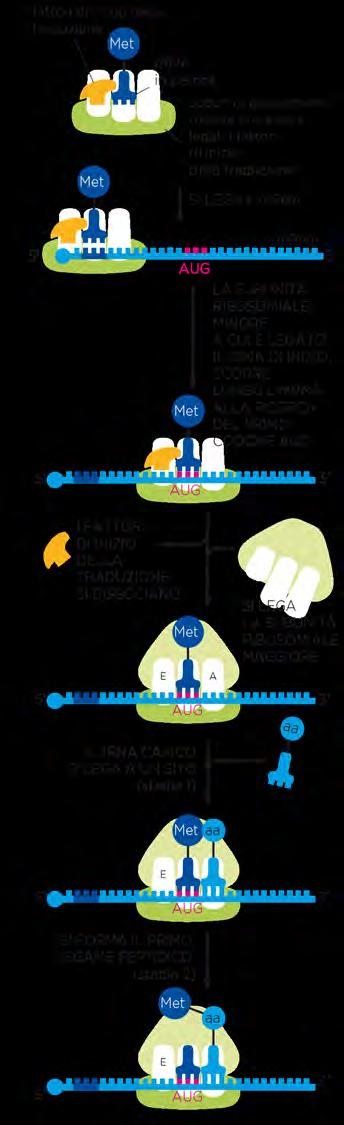 trna iniziatore che porta l aa Metionina è diverso da tutti gli altri trna per la Metionina.