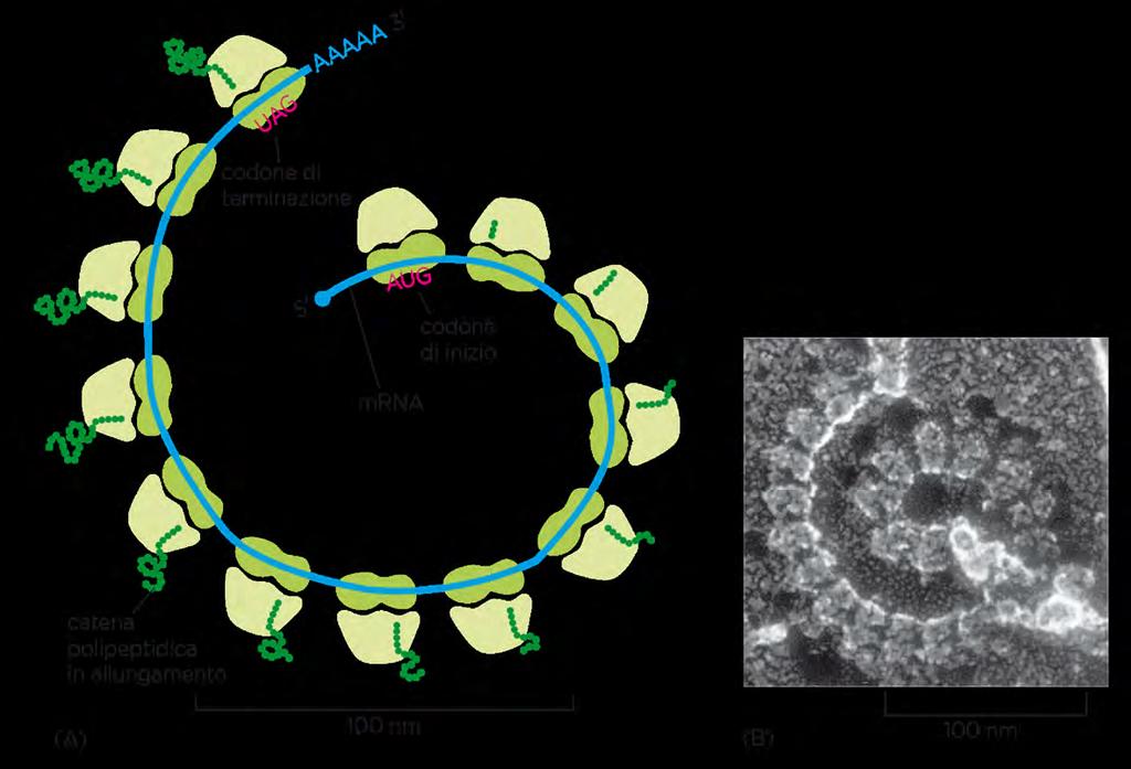 La sintesi della proteine prevede inizi multipli da parte dei ribosomi su ciascuna molecola di mrna.