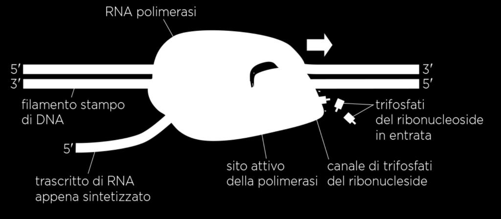 Differenze con la replicazione/duplicazione del DNA: - RNA polimerasi - Trascritto di RNA a singolo filamento si stacca dalla doppia elica quasi subito e quindi è