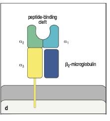 Due classi di molecole MHC Classe I MHC di classe I Due catene Alpha (tre regioni, 1-3) Beta2-microglobulina Alpha1-2