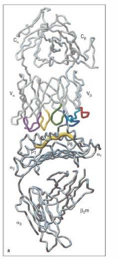 Il legame TCR-MHC-peptide Il TCR stabilisce contatti sia con il peptide, che con la molecola di MHC Da cinetiche di binding si può ipotizzare