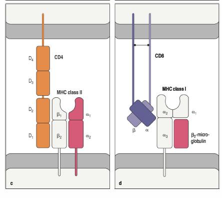 CD4 e CD8 CD4 è un unica catena, che interagisce con MHC di classe II, lontano dal sito di legame con il TCR in modo da permettere il legame simultaneo con