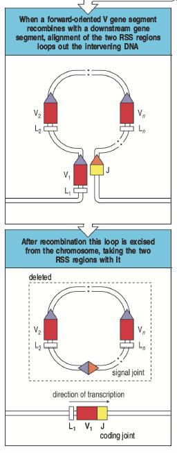 Enzimi necessari per la ricombinazione Nella maggior parte dei casi, I due segmenti che vanno incontro a riarrangiamento sono nello stesso orientamento sul DNA, il risultato della ricombinazione è un