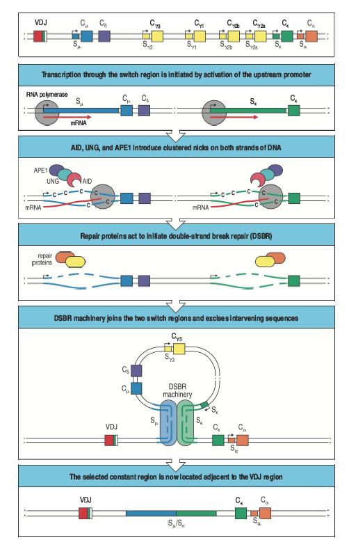 Lo switch di classe Switch da catena mu a catena epsilon Rilevanza di trascrizione per generare aree di ssdna che fungono da substrati per le varie attività enzimatiche