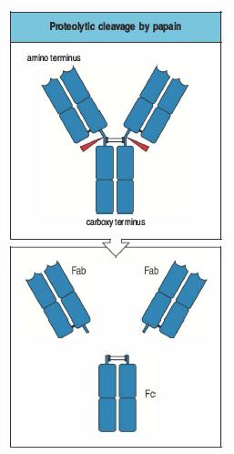 Frammenti proteolitici degli anticorpi Varie proteasi possono digerire in maniera limitata le molecole di