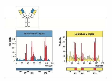 Interazione antigene-anticorpo La variabilità delle regioni variabili si concentra in alcune zone dette regioni ipervariabili (HV1-3) Le HV si intervallano con le regioni framework (FR1-4) meno