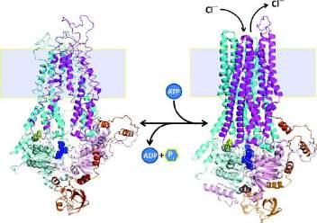 regulator (CFTR) in its closed (left) and