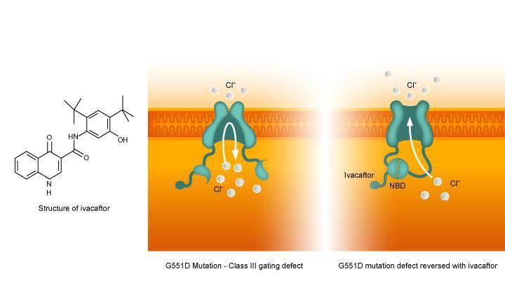 IVACAFTOR (VX-770) Incrementa l attività della proteina CFTR dal 5% al 50% Sembrerebbe stabilizzare il canale CFTR aperto e aumenta il tempo di apertura Accurso F.