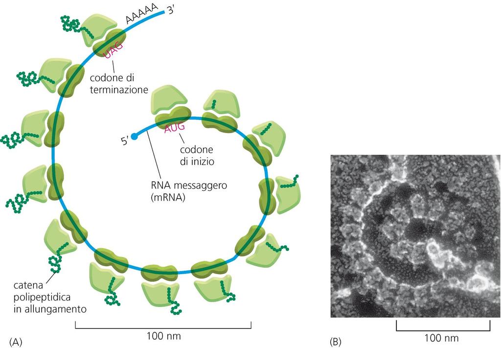I poliribosomi Numerosi ribosomi possono legarsi in sequenza su una stessa