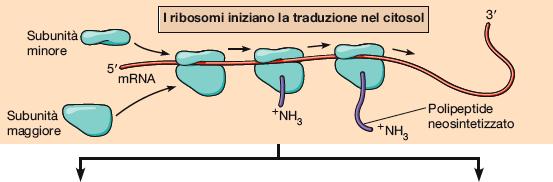 citoplasmatica