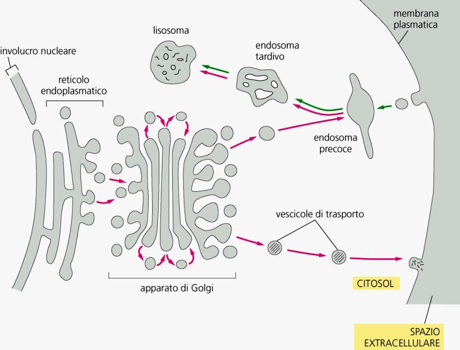 Le endomembrane cellulari rappresentano un sistema dinamico e interconnesso.