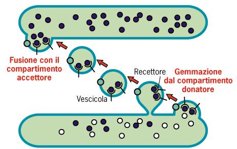 I vari compartimenti di membrana comunicano tra loro per mezzo di vescicole di trasporto.
