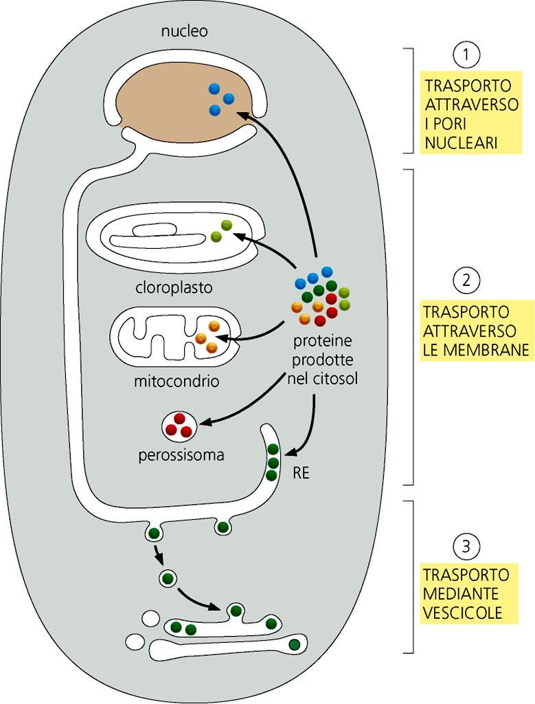 Come possono le proteine sintetizzate (interamente o almeno