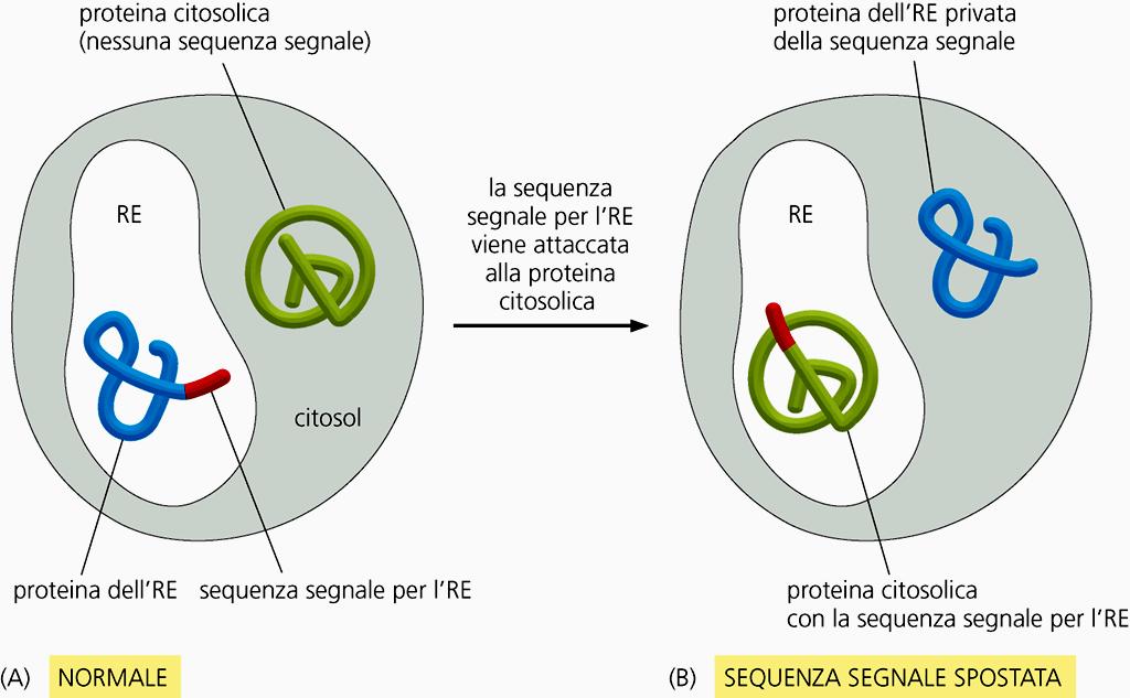 Le sequenze segnale delle proteine Le SEQUENZE SEGNALE sono NECESSARIE e SUFFICIENTI per determinare il destino di