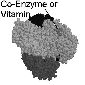 RIBOFLAVINA vitamina B2 Il