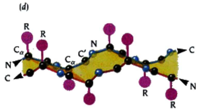 β-sheet antiparalleli Il foglietto β, al contrario dell α elica, che è costituita da un unica regione continua, risulta dalla combinazione di più regioni