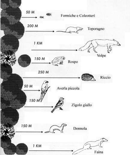 LE UNITÀ ECOLOGICHE LINEARI POSSONO SVOLGERE UN