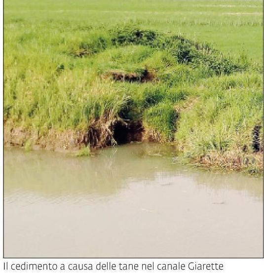 e Po. In particolare il pres. Tugnolo si è soffermato sulla questione del cuneo salino, problema che mette in difficoltà le aree deltizie in situazione di siccità, con risalita dell acqua dal mare.