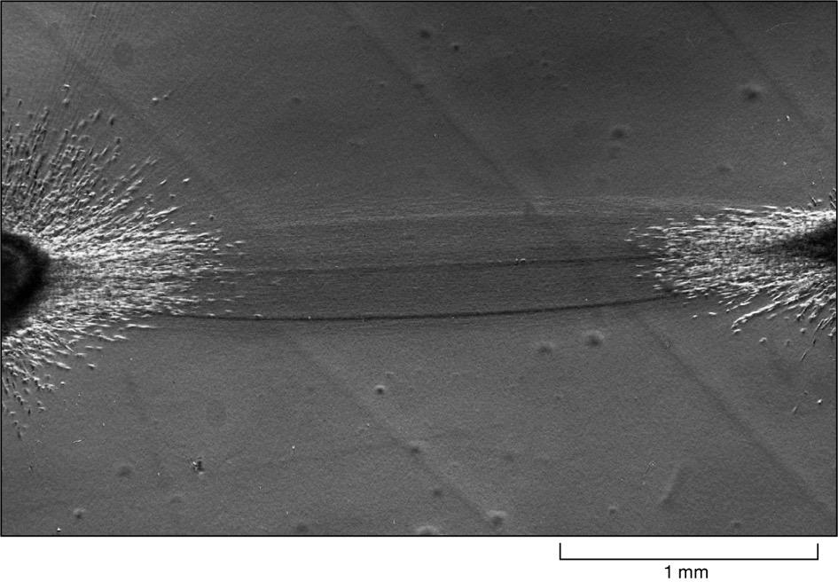 La disposizione delle fibre di collagene è guidata dall azione dei fibroblasti.