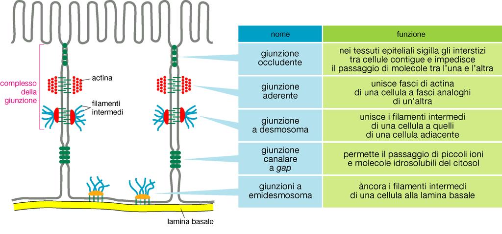 Giunzioni cellulari (cellula-cellula e cellula matrice) Meccanismi selettivi