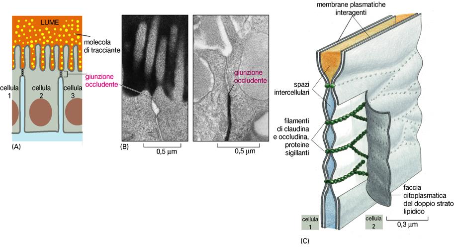 GIUNZIONI OCCLUDENTI (TIGHT JUNCTIONS) Dividono le membrane