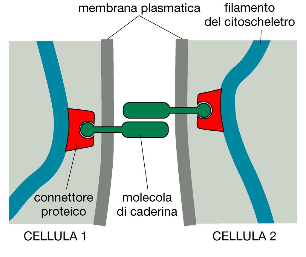 GIUNZIONI ADERENTI E A DESMOSOMA Connettono il citoscheltro di una cellula a quello di altre cellule, attraverso proteine di connessione
