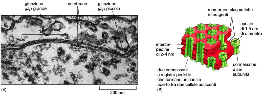 GIUNZIONI COMUNICANTI (GAP JUNCTIONS) Nelle giunzioni comunicanti, le membrane plasmatiche sono distanziate di circa 2-4 nm a causa dell'interposizione di proteine