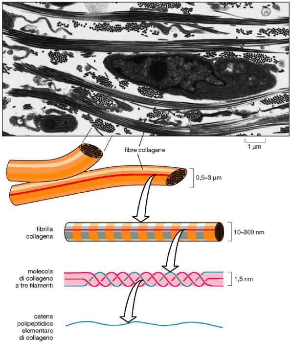 PROTEINE FIBROSE STRUTTURALI: COLLAGENE Famiglia di proteine fibrose strutturali presenti in tutti gli organismi pluricellulari principalmente nei tessuti connettivi.