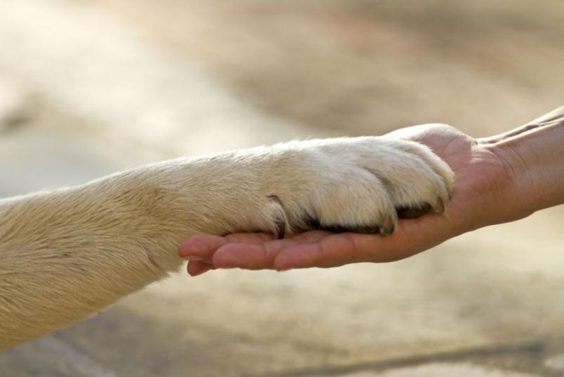 DA OTTOBRE 2016 PET THERAPY BABY a cura di A.CO.T. Il corso prevede l interazione dell animale con i bambini per favorire uno scambio di emozioni e stimoli che provocano cambiamenti positivi in entrambi.