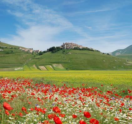 LENTICCHIA IGP di NORCIA La storia di questo prezioso legume è antichissima. È coltivato da sempre sui piani carsici di Castelluccio, ad un altezza di circa 1.500 metri.