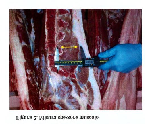CIRCOLARE MIPAAF 10 aprile 2014, n. 2420 Lo spessore del magro deve essere rilevato dalla punta craniale del muscolo Gluteo medio al canale vertebrale.
