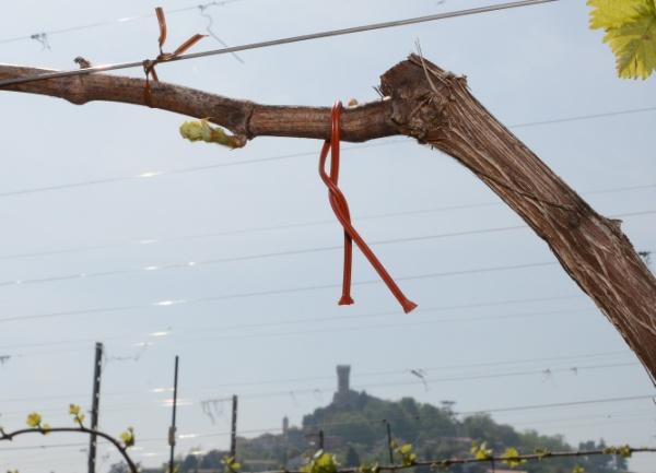 Tignole della vite Negli anni scorsi, sotto il coordinamento del Servizio Fitosanitario Regionale, sono stati avviati, con risultati promettenti, progetti pilota volti a promuovere l'introduzione del